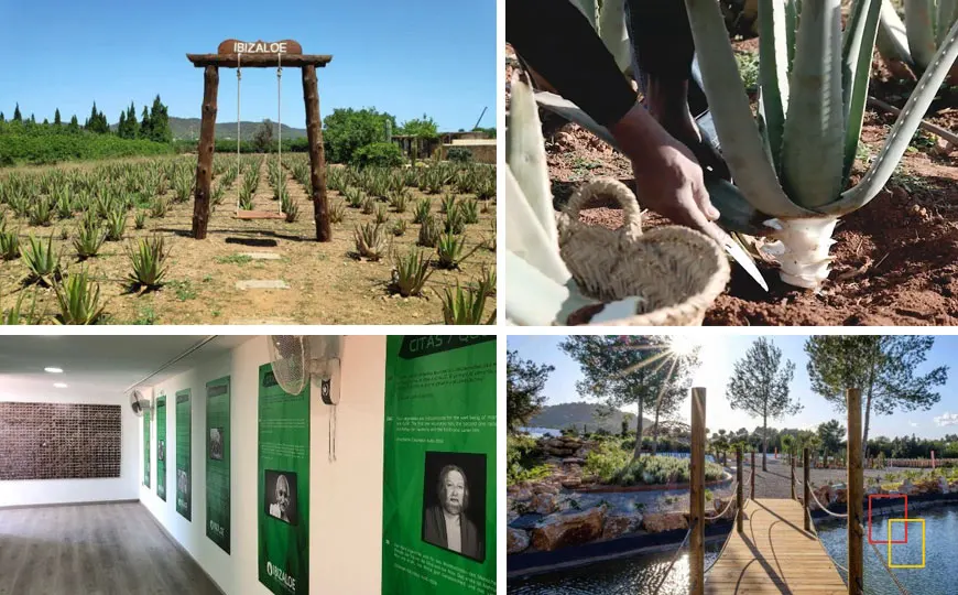 Ibizaloe Aloe Vera Plantación en Ibiza