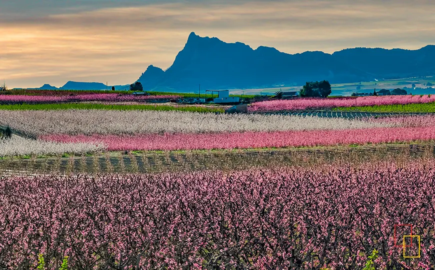 España en Floración