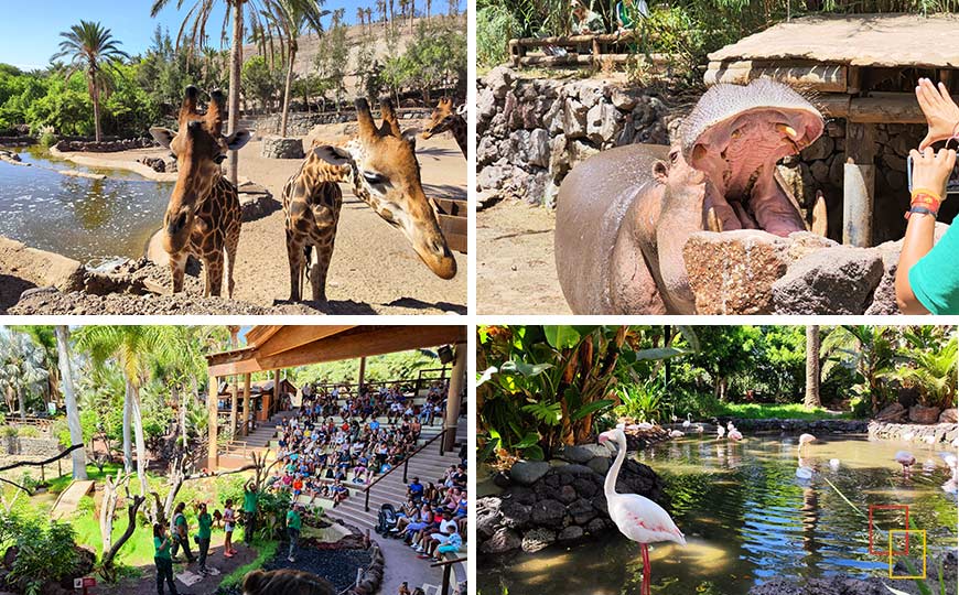 Oasis Wildlife Fuerteventura