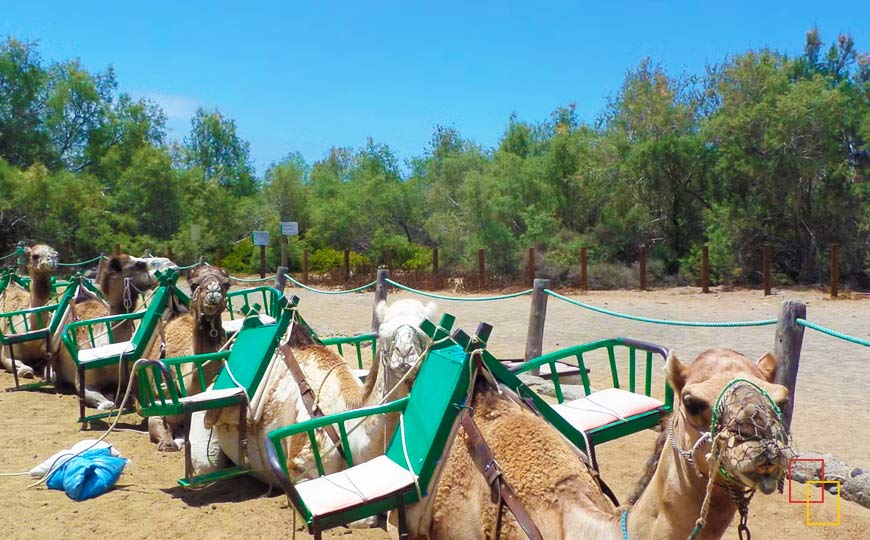 Paseo en camello en las Dunas de Maspalomas