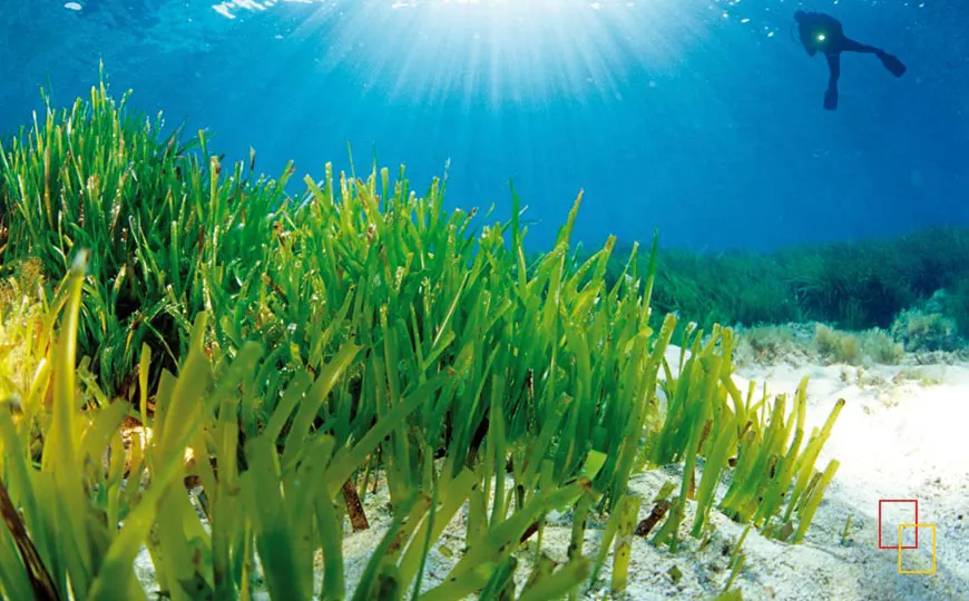 Posidonia - Ses Salines de Ibiza y Formentera