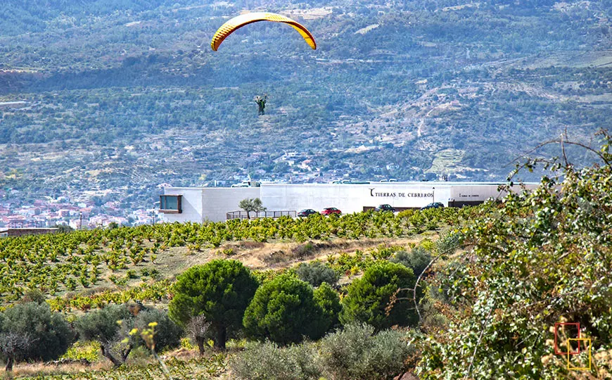 Viñedos de Tierras de Cebreros